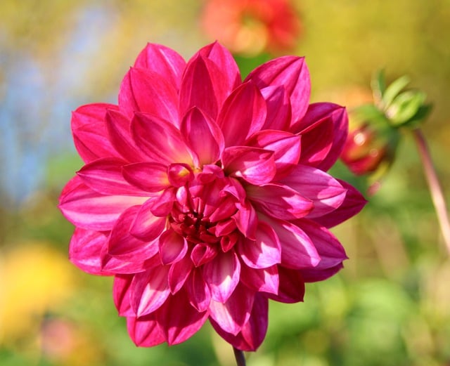 Free download burgundy dahlia purple flower petals free picture to be edited with GIMP free online image editor