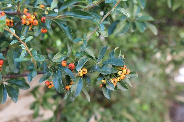 Free download Burning Bush Pyracantha Shrub -  free photo or picture to be edited with GIMP online image editor