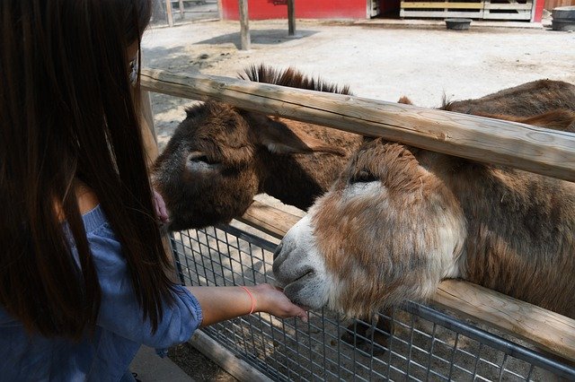 Безкоштовно завантажте Burro Petting Zoo - безкоштовну фотографію чи зображення для редагування за допомогою онлайн-редактора зображень GIMP