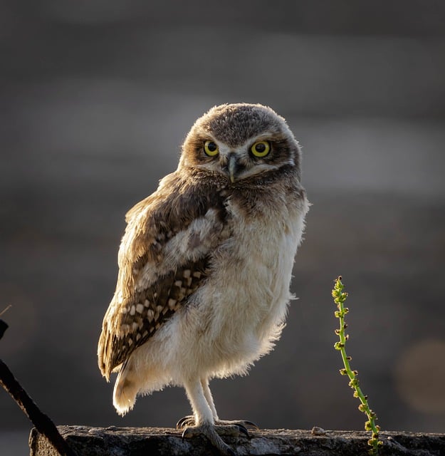 Free download burrowing owl owl bird free picture to be edited with GIMP free online image editor