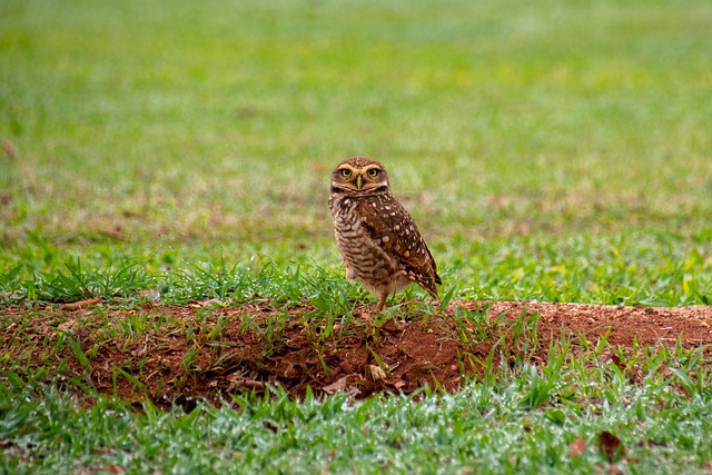 Free graphic burrowing owl owl bird animal to be edited by GIMP free image editor by OffiDocs