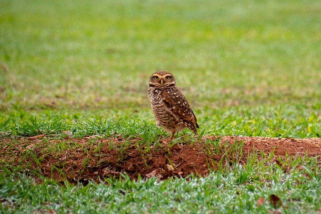 Muat turun percuma gambar percuma haiwan burung hantu burung hantu untuk diedit dengan editor imej dalam talian percuma GIMP