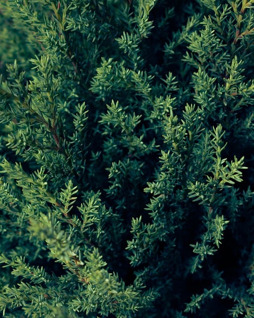Free download bush branch garden botany free picture to be edited with GIMP free online image editor