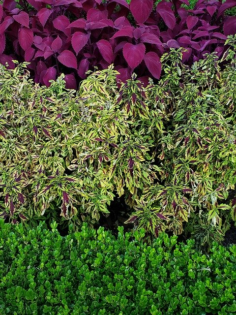 Kostenloser Download Bushes Garden Floral - kostenloses Foto oder Bild zur Bearbeitung mit GIMP Online-Bildbearbeitung