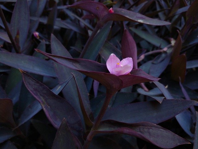 Free download Bush Flower Spring -  free photo or picture to be edited with GIMP online image editor