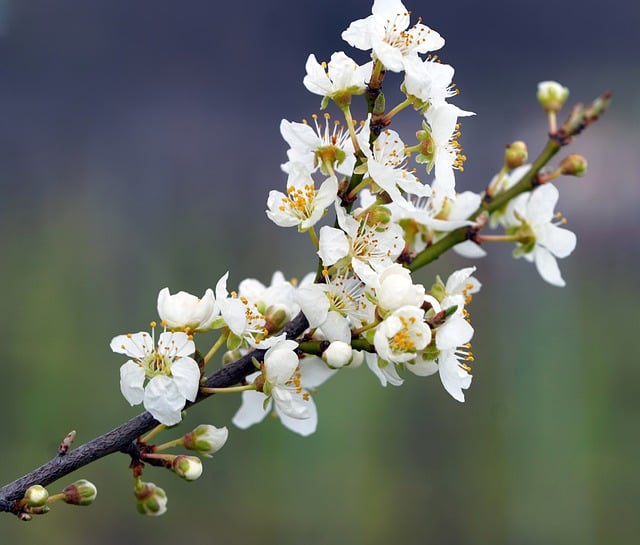 Free download bush hedge blossom bloom spring free picture to be edited with GIMP free online image editor