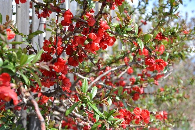 Bush Red 무료 다운로드 - 무료 사진 또는 김프 온라인 이미지 편집기로 편집할 사진