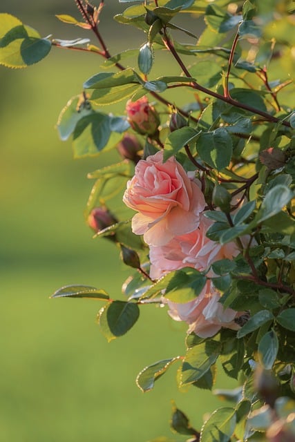 Free download bush rose bush roses pink free picture to be edited with GIMP free online image editor