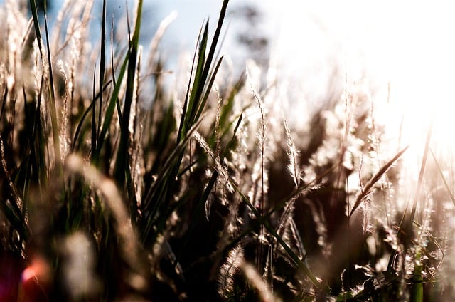 Free download bush sheets fall light energy free picture to be edited with GIMP free online image editor