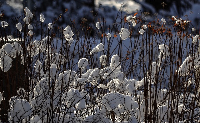 Free download bush snow backlight evening balls free picture to be edited with GIMP free online image editor