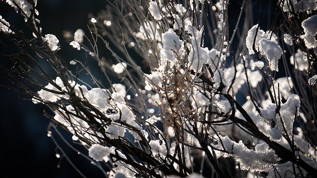 Free download Bush Snow Frost -  free photo or picture to be edited with GIMP online image editor