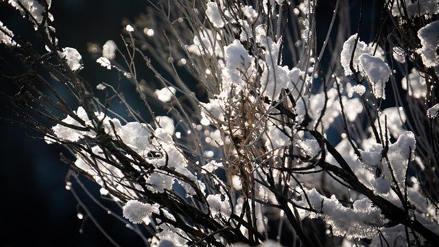 무료 다운로드 Bush Snow Frost - 무료 사진 또는 김프 온라인 이미지 편집기로 편집할 사진