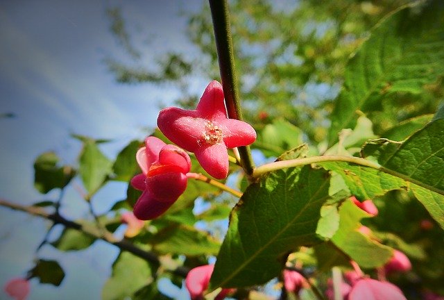 Free download Bush Trzmielina Poisonous -  free photo or picture to be edited with GIMP online image editor