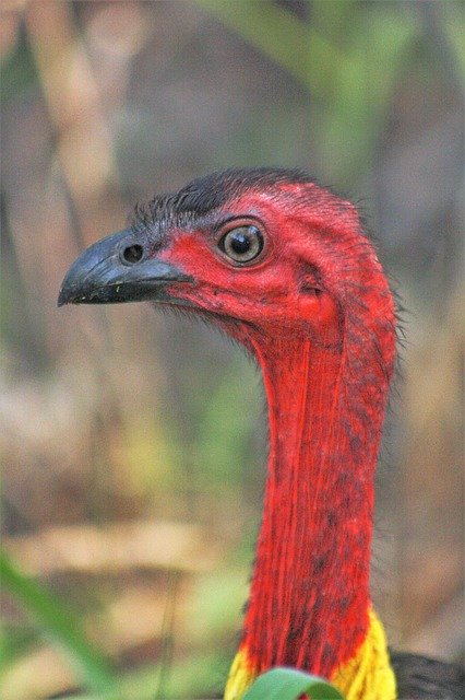 Free download Bush Turkey Face Red -  free photo or picture to be edited with GIMP online image editor