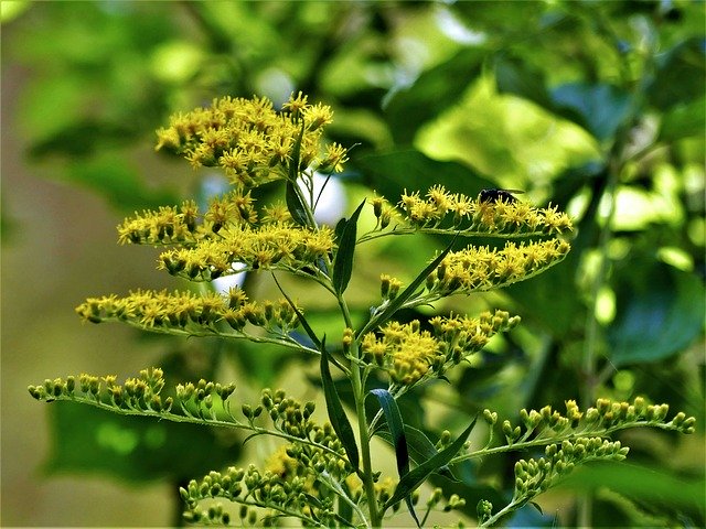 Descărcare gratuită Bush Yellow Branch - fotografie sau imagine gratuită pentru a fi editată cu editorul de imagini online GIMP