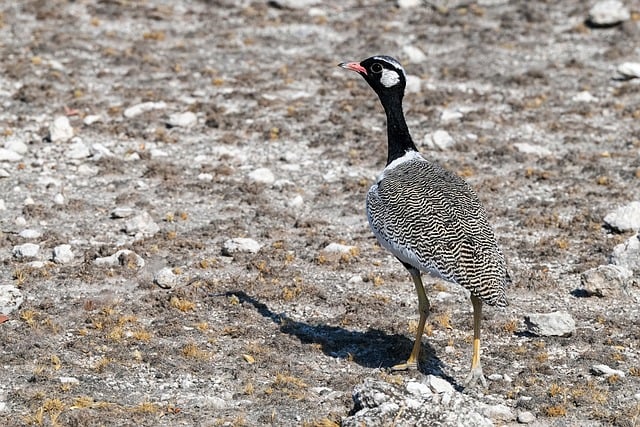 Free download bustard bird namibia etosha nature free picture to be edited with GIMP free online image editor
