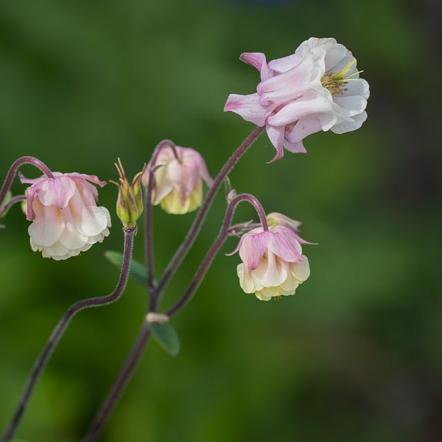 Free download buttercup columbine flower blossom free picture to be edited with GIMP free online image editor
