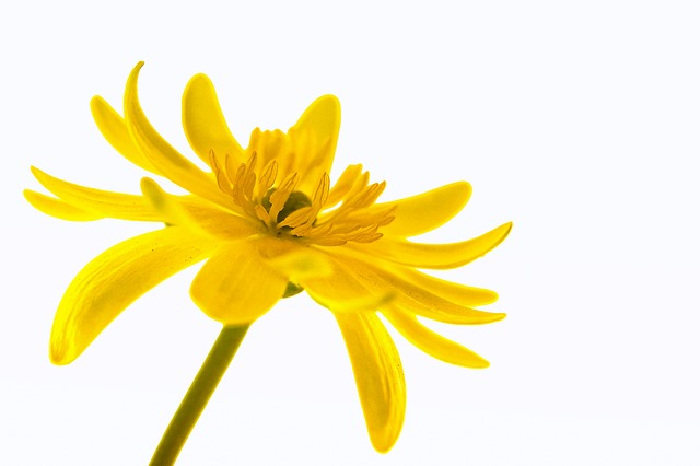 Free download buttercup flora flower isolated free picture to be edited with GIMP free online image editor