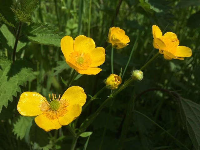 Free download Buttercup Flower Nature -  free photo or picture to be edited with GIMP online image editor
