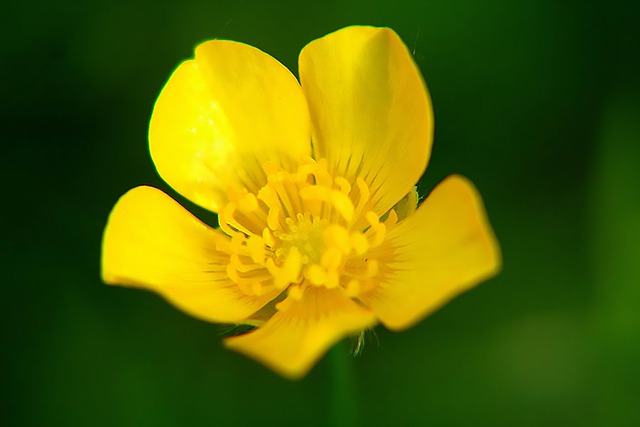 Free download buttercup flower nature spring free picture to be edited with GIMP free online image editor