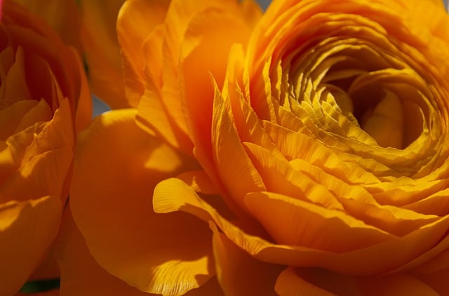 Free download buttercup flower plant ranunculus free picture to be edited with GIMP free online image editor