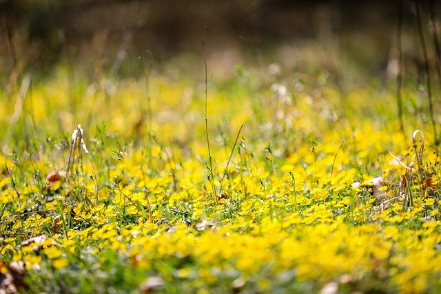 Descarga gratuita ranúnculo flores plantas prado imagen gratis para editar con GIMP editor de imágenes en línea gratuito