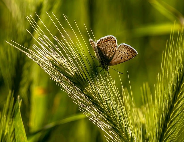 Free download buttercup nature butterfly free picture to be edited with GIMP free online image editor