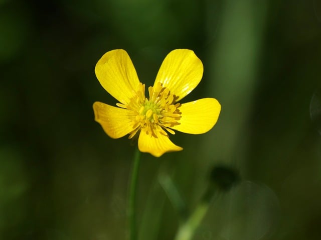 Free download buttercup ranunculus wildflower free picture to be edited with GIMP free online image editor