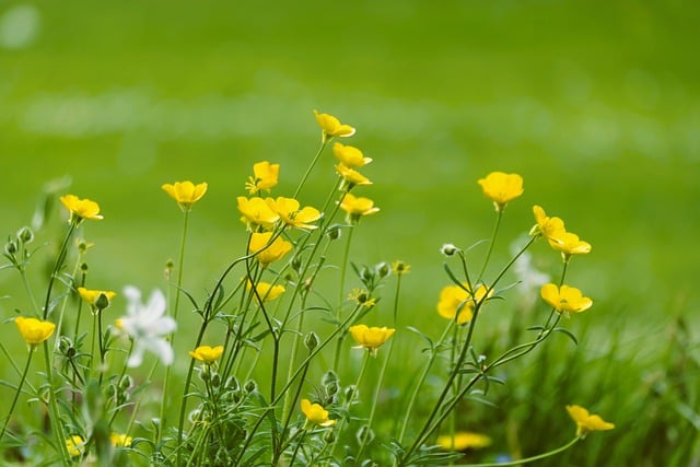 Free download buttercup yellow flowers flowers free picture to be edited with GIMP free online image editor
