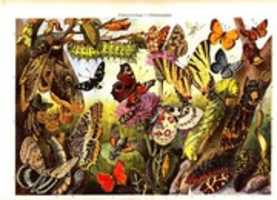 Free download Butterflies (1897) free photo or picture to be edited with GIMP online image editor