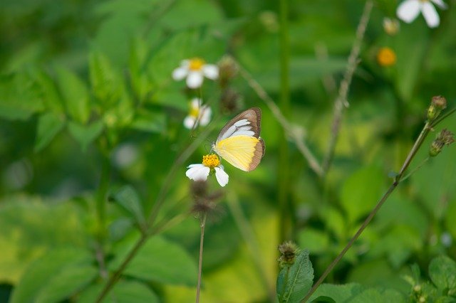 Kostenloser Download Schmetterlinge Tiere Natur - kostenloses Foto oder Bild zur Bearbeitung mit GIMP Online-Bildbearbeitung