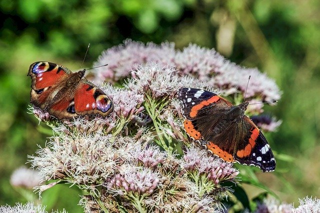 Free download Butterflies Colorful Butterfly -  free photo or picture to be edited with GIMP online image editor