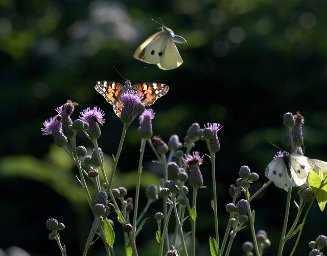 Free download Butterflies Flight Flower -  free photo or picture to be edited with GIMP online image editor