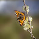 Butterflies get pollen  screen for extension Chrome web store in OffiDocs Chromium
