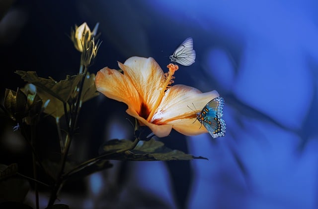 Free download butterflies hibiscus painting free picture to be edited with GIMP free online image editor