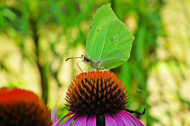 Descărcare gratuită fluturi insecte echinacea poză gratuită pentru a fi editată cu editorul de imagini online gratuit GIMP