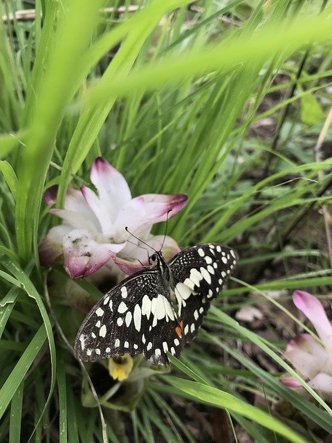 הורדה חינם Butterflies Natural Nature תבנית תמונה בחינם לעריכה עם עורך התמונות המקוון GIMP