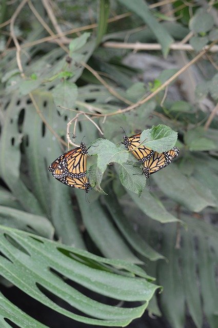 Free download Butterflies Nature Insects -  free photo or picture to be edited with GIMP online image editor