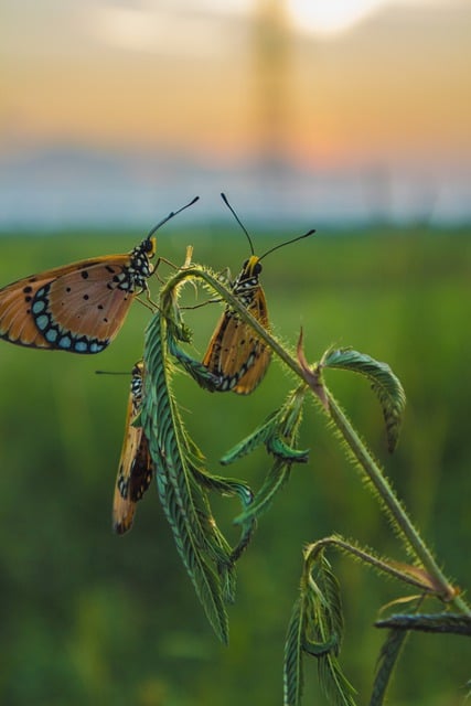 Free download butterflies nature insects wildlife free picture to be edited with GIMP free online image editor