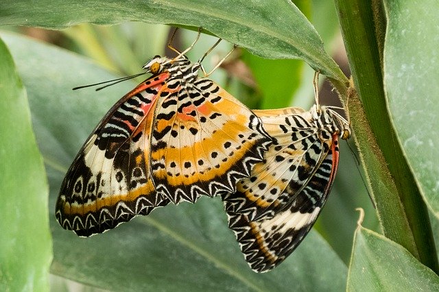 Bezpłatne pobieranie Butterflies Orange Black - darmowe zdjęcie lub obraz do edycji za pomocą internetowego edytora obrazów GIMP