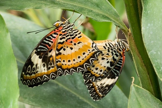 Muat turun percuma Butterflies Orange Black - foto atau gambar percuma untuk diedit dengan editor imej dalam talian GIMP