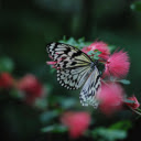 Butterflies perch on flowers  screen for extension Chrome web store in OffiDocs Chromium