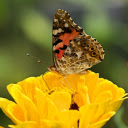 Butterflies perch on yellow flowers  screen for extension Chrome web store in OffiDocs Chromium