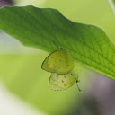 Butterflies under the leaf  screen for extension Chrome web store in OffiDocs Chromium