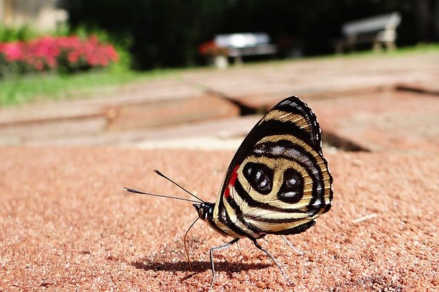 Free download Butterfly 88 Ground -  free photo or picture to be edited with GIMP online image editor