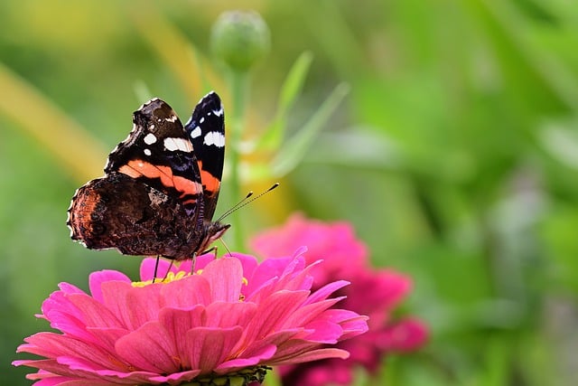 Free download butterfly admiral close up blossom free picture to be edited with GIMP free online image editor