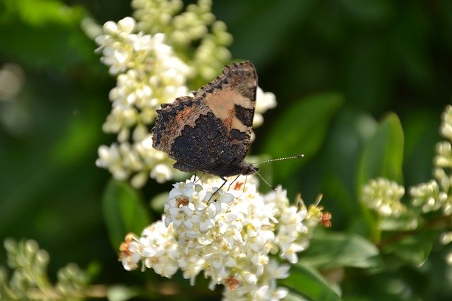 Free picture Butterfly Admiral Insect -  to be edited by GIMP free image editor by OffiDocs