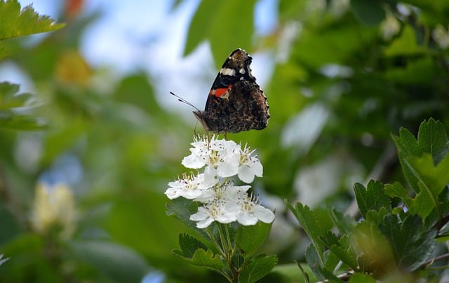 Free download butterfly admiral wing free picture to be edited with GIMP free online image editor