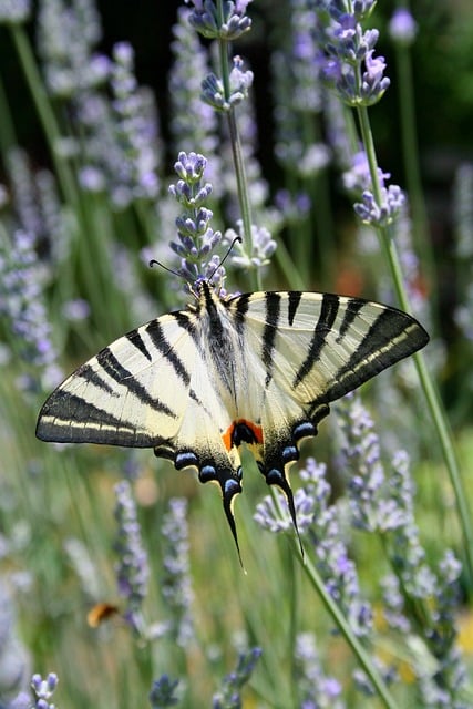 Free download butterfly ali insect podalirio free picture to be edited with GIMP free online image editor