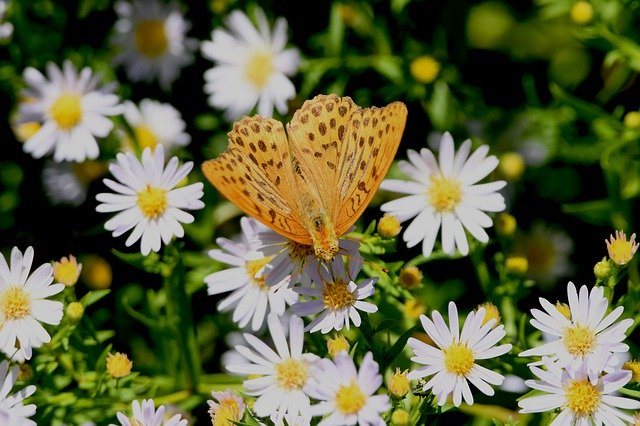 Download gratuito Butterfly Ali Prato - foto o immagine gratis da modificare con l'editor di immagini online di GIMP